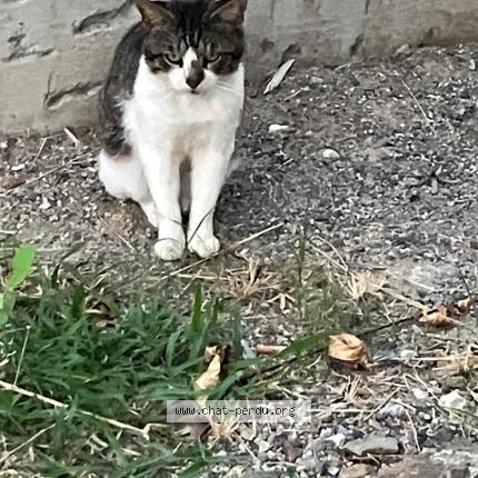 Photo 3/3 Found cat Found in Saint barthelemy