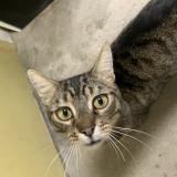 Picture of cat found at Caloire