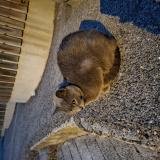 Picture of cat found at Puget Theniers