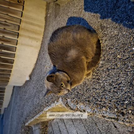 Photo 1/1 Found cat Found in Puget theniers