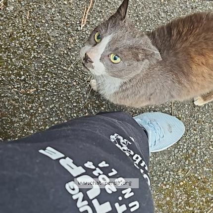 Photo 1/1 Found cat Found in Lomme