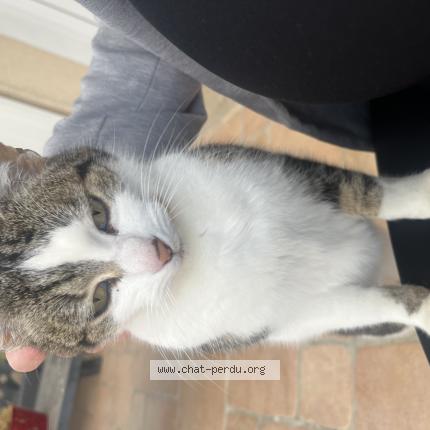 Photo 1/1 Found cat Found in Vaumort