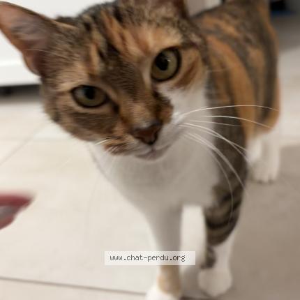 Photo 1/1 Maya Chat lost in Henanbihen