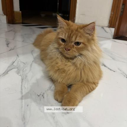 Photo 1/1 Found cat Found in Lahore