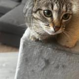 Picture of cat lost at Wittenheim
