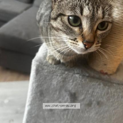 Photo 1/1 Sweetie Chat lost in Wittenheim
