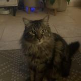 Picture of cat lost at Thezan Les Beziers