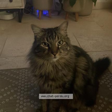 Photo 1/1 Sanka Chat lost in Thezan les beziers