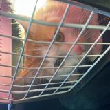 Picture of cat lost at Nimes