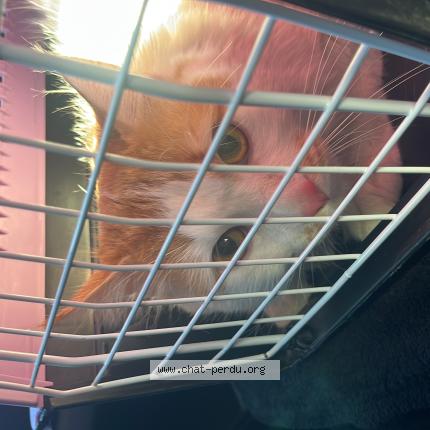 Photo 1/1 Meraki Chat lost in Nimes