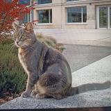 Picture of cat lost at Reims