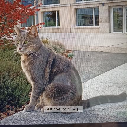 Photo 1/1 Indie Chat lost in Reims