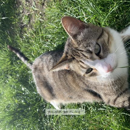 Photo 1/1 Loulou Chat lost in Carcans plage