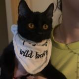 Picture of cat lost at Vesoul