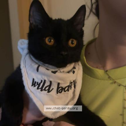 Photo 1/1 Huguette Chat lost in Vesoul