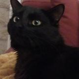 Picture of cat lost at Saintes