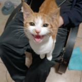 Picture of cat lost at Perigueux