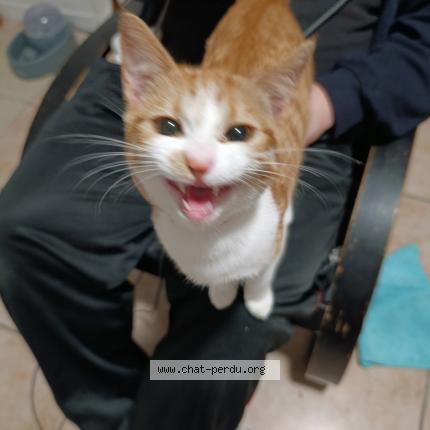 Photo 1/1 Flair Chat lost in Perigueux