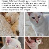 Picture of cat lost at Mouguerre