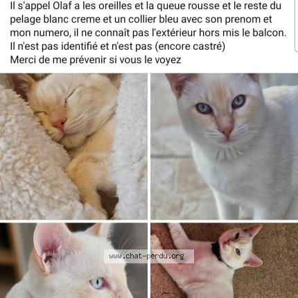 Photo 1/1 Olaf Chat lost in Mouguerre