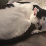 Picture of cat lost at Quincay