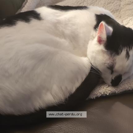 Photo 1/1 Uno Chat lost in Quincay