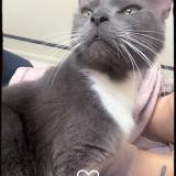 Picture of cat lost at Angres