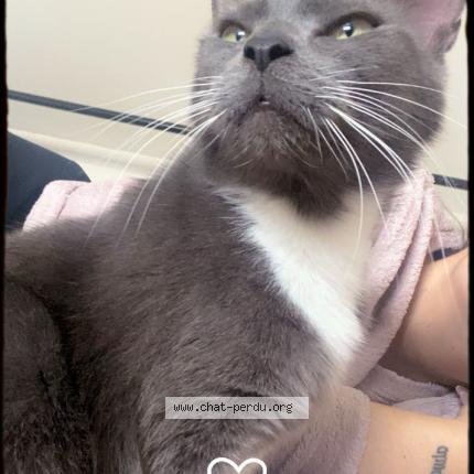 Photo 1/1 Clochette Chat lost in Angres