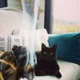 Picture of cat lost at Saint Etienne De Chomeil