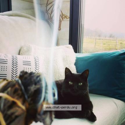 Photo 1/1 Grillon Chat lost in Saint etienne de chomeil