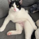 Picture of cat lost at Carrieres Sur Seine