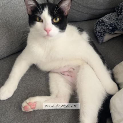 Photo 1/1 Pippin Chat lost in Carrieres sur seine