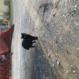 Picture of cat found at Noville