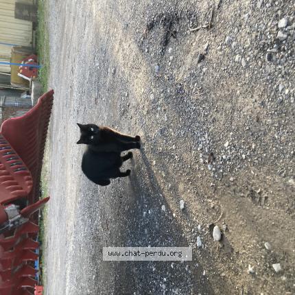 Photo 1/1 Found cat Found in Noville