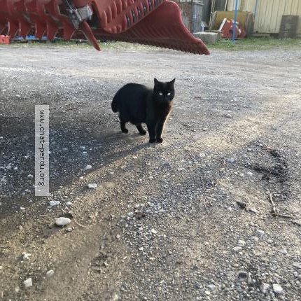 Foto 1/1 Gefundene Katze Gefunden in Noville