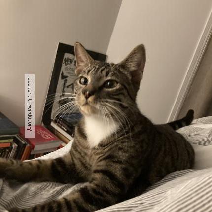 Photo 1/1 Found cat Found in Paris