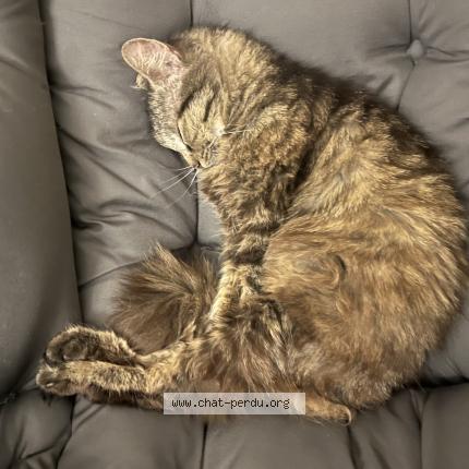 Foto 1/2 Kat teruggevonden Vermist in Bruxelles