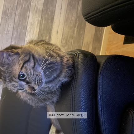 Foto 2/2 Kat teruggevonden Vermist in Bruxelles