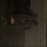 Picture of cat found at Grabels