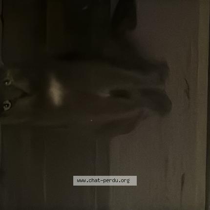 Photo 1/1 Found cat Found in Grabels