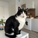 Picture of cat lost at Nimes