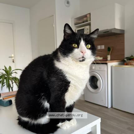 Photo 1/1 FELIX Chat lost in Nimes