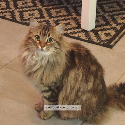 Photo 1/1 Caline Chat lost in Saint nazaire