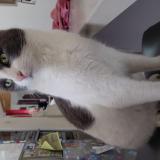 Picture of cat lost at Simiane Collongue