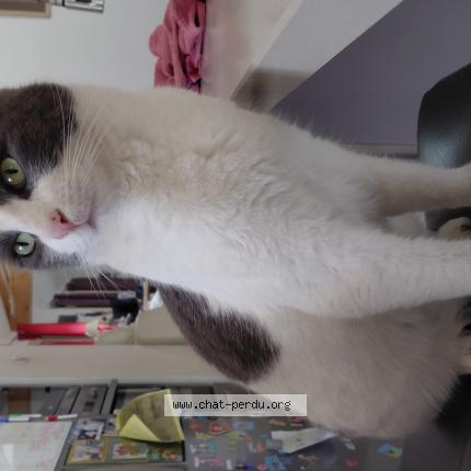 Photo 1/1 Napoléon Chat lost in Simiane collongue