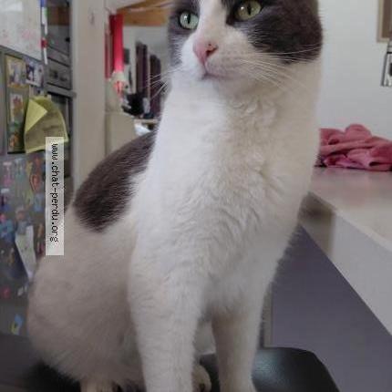 Photo 1/3 Napoléon Chat lost in Simiane collongue