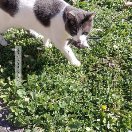 Photo 2/3 Napol&eacute;on Chat lost in Simiane collongue