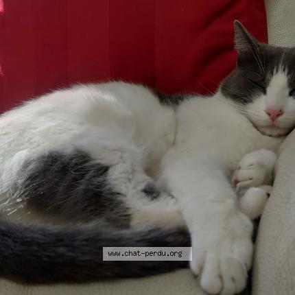 Photo 3/3 Napol&eacute;on Chat lost in Simiane collongue