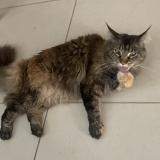 Picture of cat lost at Caen