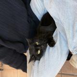 Picture of cat lost at Castanet Tolosan